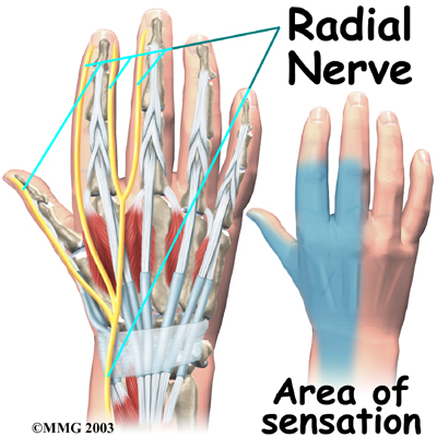 Nerves Of The Arm. The median nerve travels