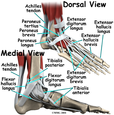 anatomy of foot. the underside of the foot.