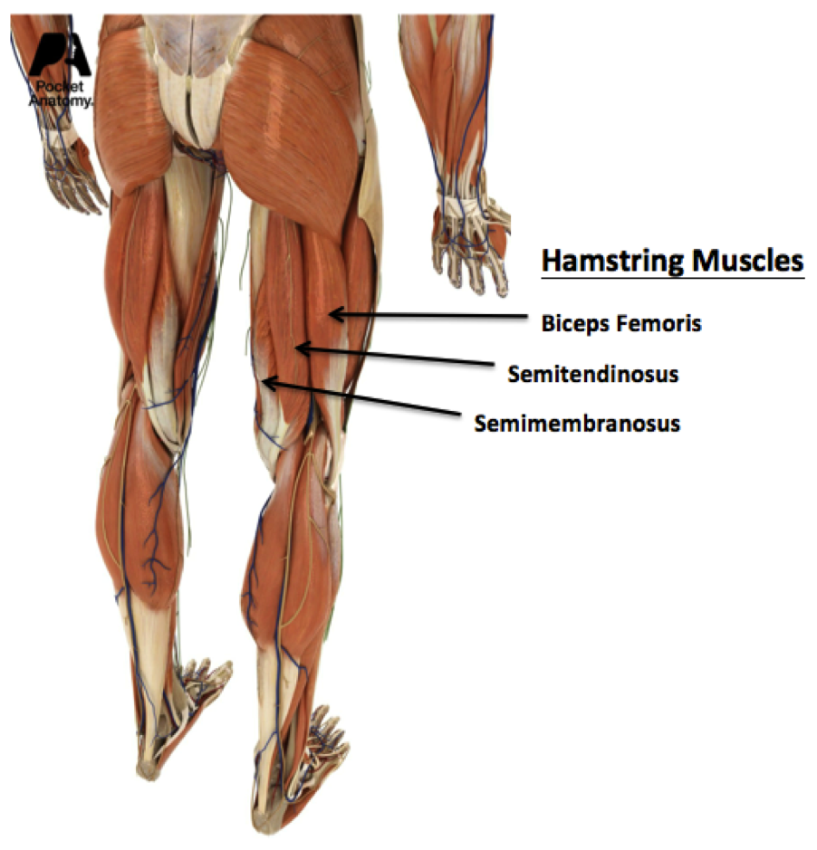 BG 2 The Role Hamstrings Play in Protecting Knee Ligaments