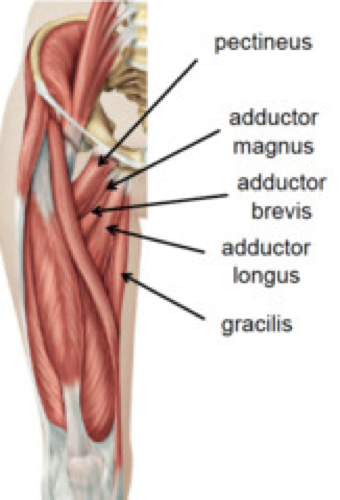 adductor Common Injury in Ice Skaters: The Hip Adductor Strain